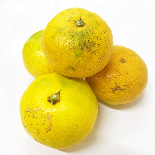 厳選フルーツ マルイチ西川商店 みかん 約10キロ 熊本産 蜜柑 3S~3Lサイズ の商品画像 3