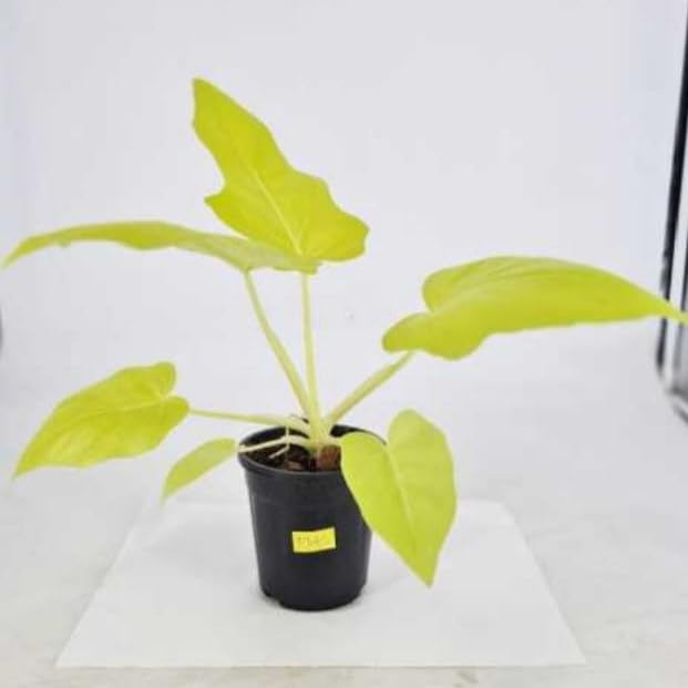 Greenshade Philodendron Bipinnatifidum Selloum Gold Rare Plant | Live  Indoor Plant | 4'' Plastic Pot : Amazon.in: Garden & Outdoors