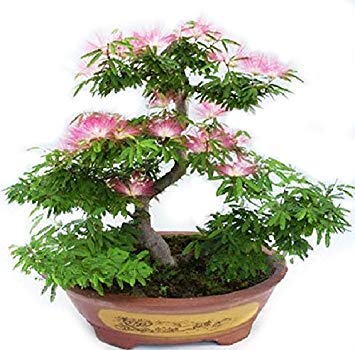 CUSHY Albizia Julibrissin Bonsai Semillas - rosa persa rara flor de las flores - árbol de seda Mimosa - 20 semillas