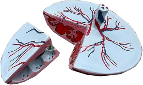 Maquette placenta et cordon ombilical pour cours de biologie