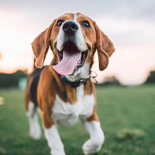 Omega 3 1000 Pet Medz - Suplemento Vitamínico Concentrado para Cães e Gatos - Pele, Coração, e Imuni