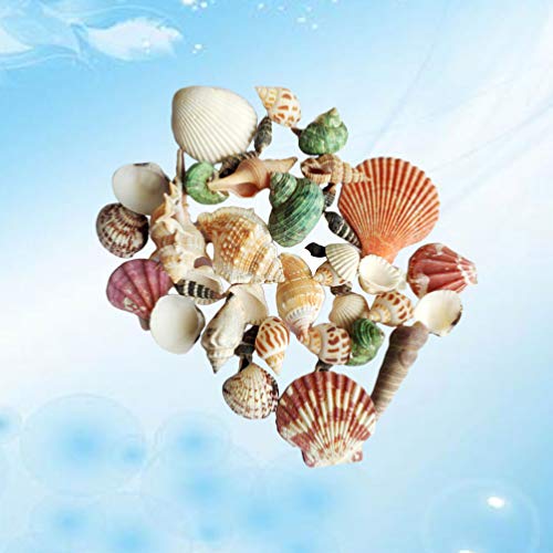 ARTIBETTER Conchas Do Mar Misturadas Conchas Do Mar da Praia Naturais para Diy Artesanato Enchimento