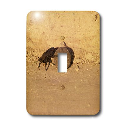 Dung beetle interrupteur unique Afrique lsp_72699_1 3Drose - 4