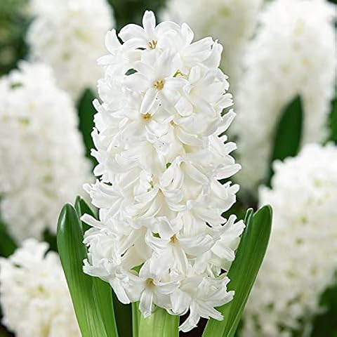 Hyacinth Bedding Bulbs for Planting Cover