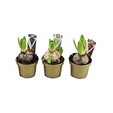 orientaliste peinture oasis  Bulbos de Hyacinthus Orientalis Lote de 3 Plantas con Flores de Colores para Jardín