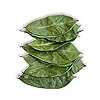 Ceylon Rustic Savour Soursop Leaves 100 premium sour sop tea Hoja Leaves Fresh 100% Natural Graviola hojas de guanabana Leaves Loose Leaf Herbal Tea Drink 30+ Cups Pure Gluten Free Soursop Tea Resealable bags