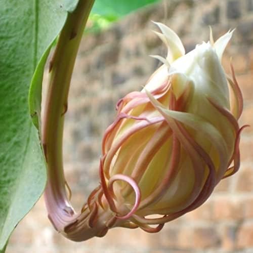 abamec Queen of the Night Rarest Brahma Kamal (Epiphyllum Oxypetalum), 5 Growable Leave Cuttings