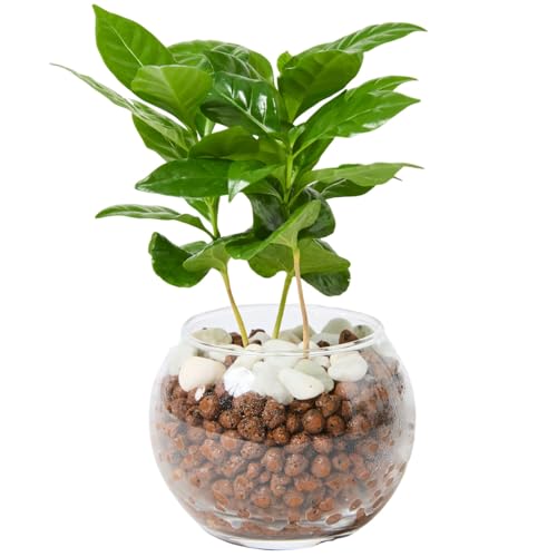 bloomee(u[~[) R[q[̖ 3 nChJ`[ ϗtA { ~j ^ (킩Ȃ ygȂ)   KX   (SҌ) CeA  킢 k͔|