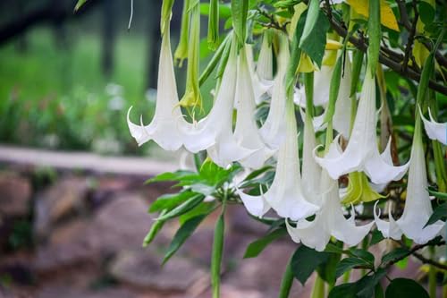 White Angels Trumpet Seeds