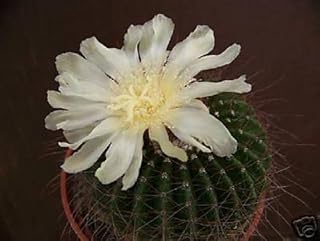 Parody Shumanniana @@@ rari Cactus notocactus 25 Seeds: only Seeds