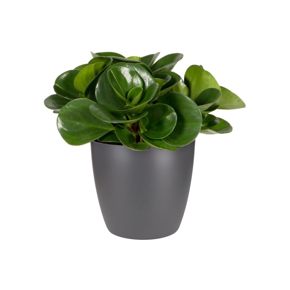 Elho Brussels Orchid 12.5 - Macetero por Interior - Ø 13.0 x H 11.5 cm - Negro/Anthracite — view 8