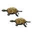 2PK Green Turtle