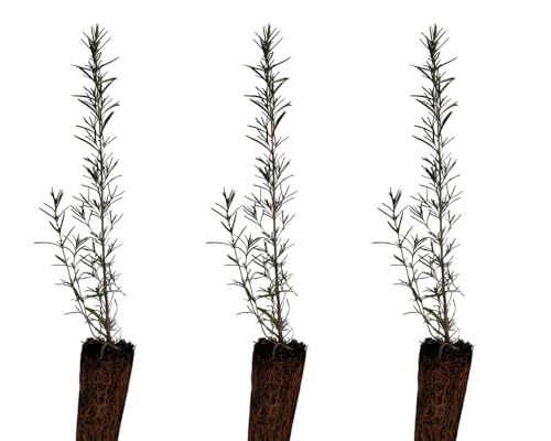 3 Plantas natural Rosmarinus Oficcinalis. Romero 20-30 cm. En cepellón, listo para plantar. Atrae polinizadores, mejora el suelo, resiste sequía, es aromático y tiene propiedades medicinales.