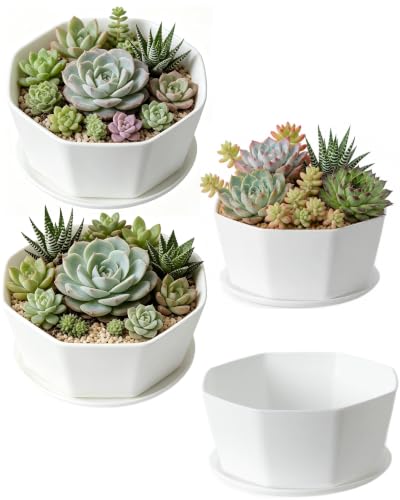 BovcTrraann 4 Pack Shallow Succulent Plant Pots with Tray and Drainage Holes, Shallow Planter for Indoor and Outdoor Gardening, Succulent pots for Succulents Cactus and Herbs (5.9 Inch)
