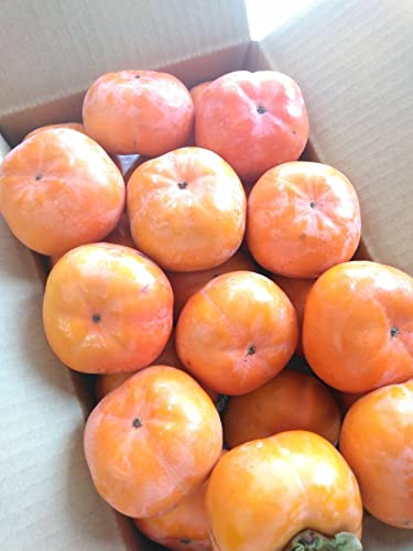 p Y`TÂĔ 󂠂莟Y` Ê` mY