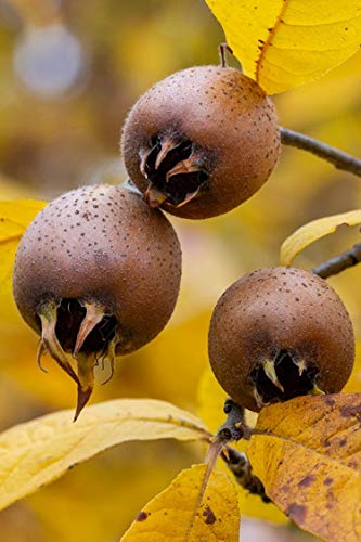 Albero di Nespolo varietà Di Germania pianta di Nespolo Germanico Età 2 anni pianta da vaso di nespole pianta vera di nespola venduta da eGarden.store