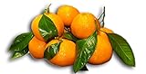 Satsuma Mandarins, 2 lb Box (Christmas orange)