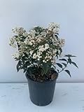 Il VIBURNUM TINUS EVA PRICE è un arbusto sempre verde e ramificata. Questa è una e prime piante a fiorire in primavera con piccoli fiori rosati riuniti in corimbi di 8-10cm di diametro. è una pianta che richiede poca manutenzione e resta molto l'anno. Informazioni utili: LE FOTO E PIANTE SONO SCATTATE E CARICATE SUL SITO E SONO PRESENTI NEL VIVAIO. LE DIMENSIONI E L'ASPETTO VARIANO RISPETTO ALLE FOTO IN QUANTO OGNI PIANTA HA CARATTERISTICHE DIVERSE CHE LA RENDONO UNICA . PER GARANTIRE UN IMBALLAGGIO CORRETTO I RAMI E