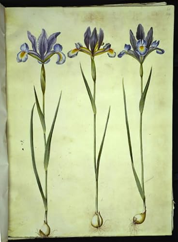 Impression moderne Iris Xiphium tableaux graffiti affiche d'art aux finitions soignées