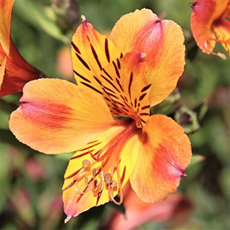 Floriculture Greens Imported Alstroemeria Perennial Flower Hybrid Quality Bulbs Home Gardening (Pack Of 1 Sara Alstroemeria) (B0BW9D1WR5) Amazon Price History, Amazon Price Tracker