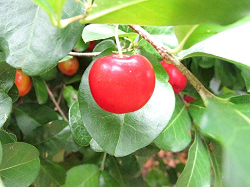 Live Barbados Cherry Shrubs, Superfood High Vitamin C, 2 To 3 Feet Tall 1 Gallon #TOP29