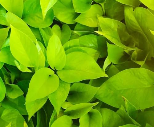 Image of Bigreen Plante Boys Live Money Plant Golden with Pot