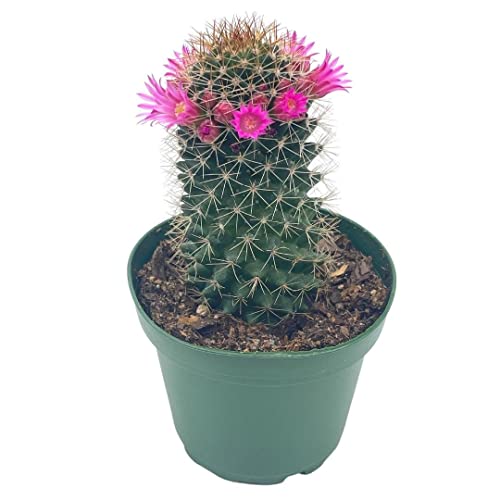 Old Lady Cactus, Old-Lady Pincushion, Mammillaria Hahniana #TOP25