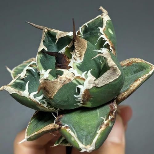 アガベ 斑入り」の人気商品一覧 | 安い商品を通販サイトから探す アガベ 斑入り」の人気商品一覧 | 安い商品を通販サイトから探す