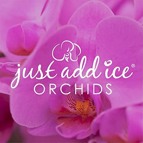 Just Add Ice Ja5152 Valentine’s Day Purple Orchid In White Ceramic With Burlap Bow - Live Indoor Plant, Long-Lasting Flowers, Gift For Mom, Grandma - Rustic Farmhouse Décor - 2.5" Diameter, 9" Tall #TOP4