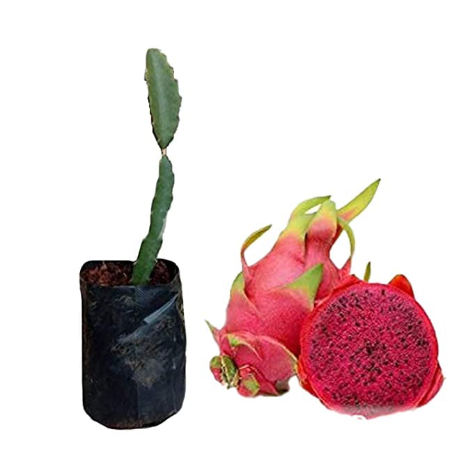 Image of Dragon Fruit Live Plant | Healthy Pitaya Cactus Plant for Home & Outdoor Gardening | Fast Growing | Easy Maintenance | Pack of 1