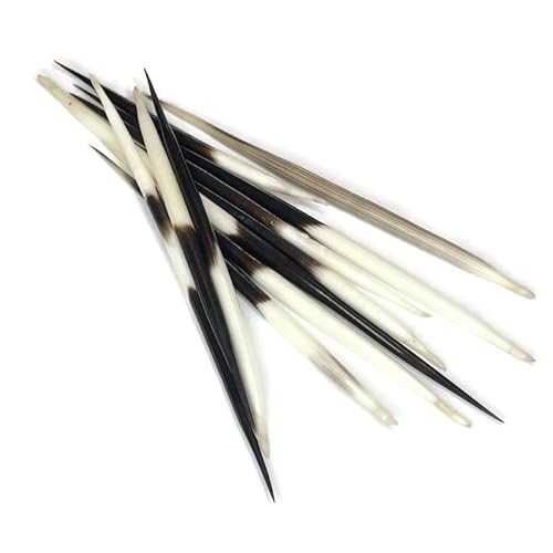 African Porcupine Quills 3