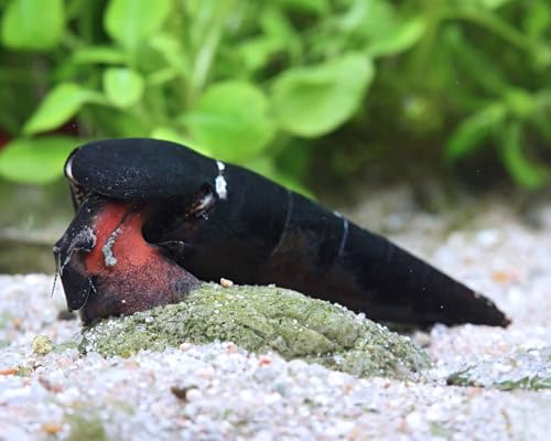 NatureHolic Rote Teufelsdornschnecke Faunus ater 3 Stück- Aquarium Schnecken lebend - großer Algenfresser - robust & pflegeleicht - Aquarien Schnecke mit schwarzem Gehäuse