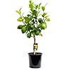 Citrus Bergamot (Citrus Bergamot)