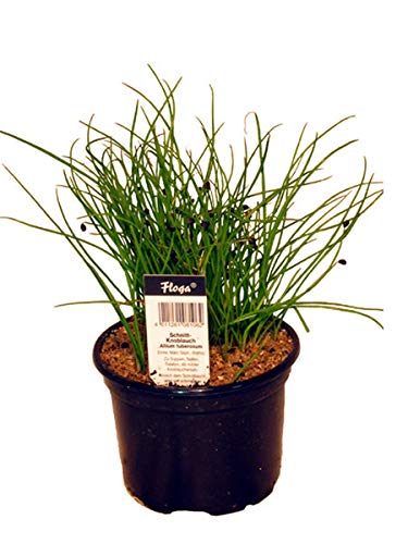 Preisvergleich Produktbild Schnittknoblauch,Allium tuberosum, Frische Kräuter Pflanze