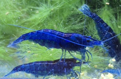 5X Aquarium Garnelen wählbar Zwerggarnelen Neocaridina groß ca. 2 cm geschlechtsreif & zuchtgeeignet intensiv gefärbt & Amanos (5X Blue Dream Blau (Gross ca 2cm))