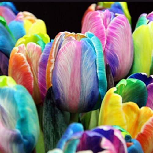 Tulipán bulbos/Tulipán raro/Mezcla de bulbos de tulipán/Perenne tolerante al frío-4 bulbos-A