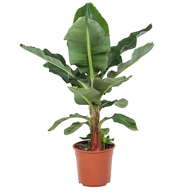 Soil Savers Rare Dwarf Tissue Culture Cavendish Banana Plant 1 Healthy Live Plant Green Live Plant (B0C7QBYZNJ) Amazon Price History, Amazon Price Tracker