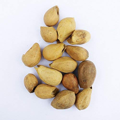 RK Seeds - Gmelina arborea,gamhar,Candahar tree,beechwood, goomar teak,Gamhar, Gambhari, Kashmir tree, Malay beechwood, white teak, yamane,white teak,Gamhar, Khamer, Gambhari, Sewan - Pack of 200 g