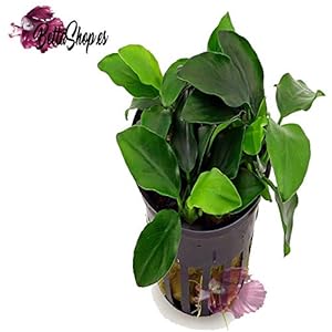 Anubias Nana – Plantas para acuarios