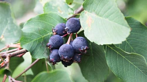 Saskatoon Serviceberry Seeds, Amelanchier Alnifolia, 25 Count