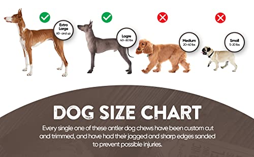 WhiteTail Naturals | 1 Pound (lb) Bundle | Extra Hard Axis Deer Antlers for Dogs | Naturally Shed Organic Antler Dog Chews | for Aggressive Chewers Only - Thumbnail 4