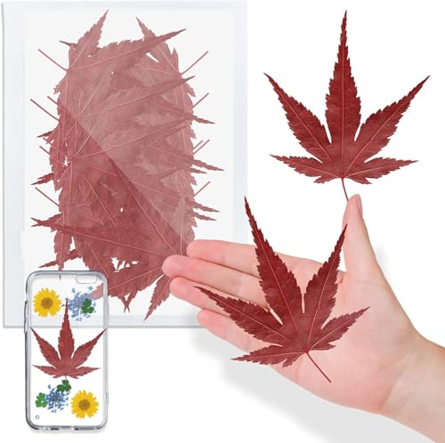 Hojas secas naturales de arce 42 pcs para manualidades miniatura 1