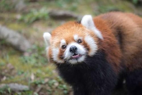 �y�����̃|�X�g�J�[�h�z������������ �J�����ڐ��̉������b�T�[�p���_ �͂��� �t�H�g�J�[�h���y�Y�� photo by daikegoro