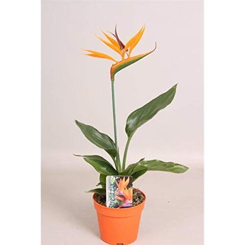 philodendron luftreiniger Philodendron Silver sword Large main image 1