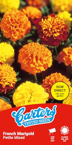 Carters French Petite Mix Marigold Seeds Dwarf Bedding Annual Bright Mixed Colours Easy Grow for Beds Borders Pots Summer Flowering Garden 50 Seed Packet