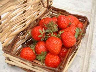 Fraisier Mara des Bois - (lot de 6 pieds)