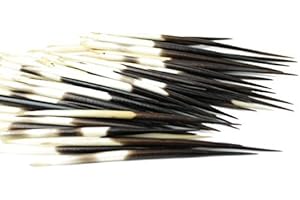 African Porcupine Quills: Enhance Your Crafts, Jewelry, and Animal Art Projects