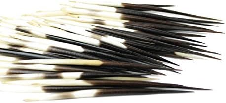 African Porcupine Quills 4-6 inch | 10 Pieces (Natural Bone) - Jewelry - Crafting - Art
