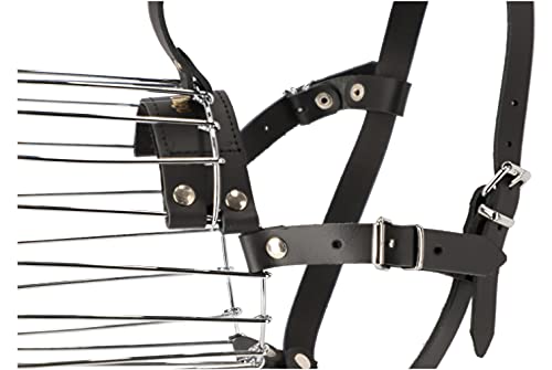 DINGO Number Metal Muso per Femmina Boxer Dogs