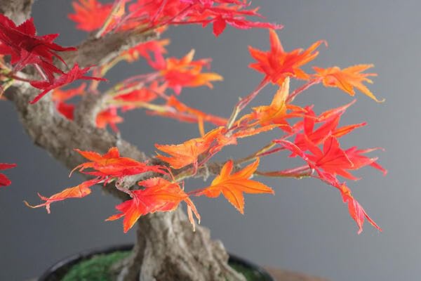 Amazon.co.jp: ＜Akanbi＞ 本物そっくり手作りアート盆栽 もみじ #135